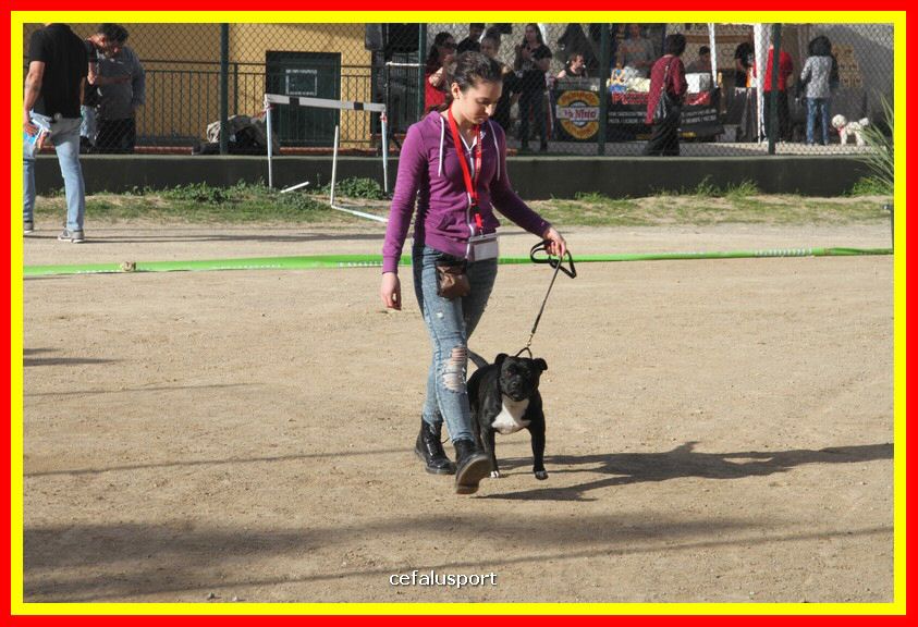 180311 mostra_canina 190.jpg